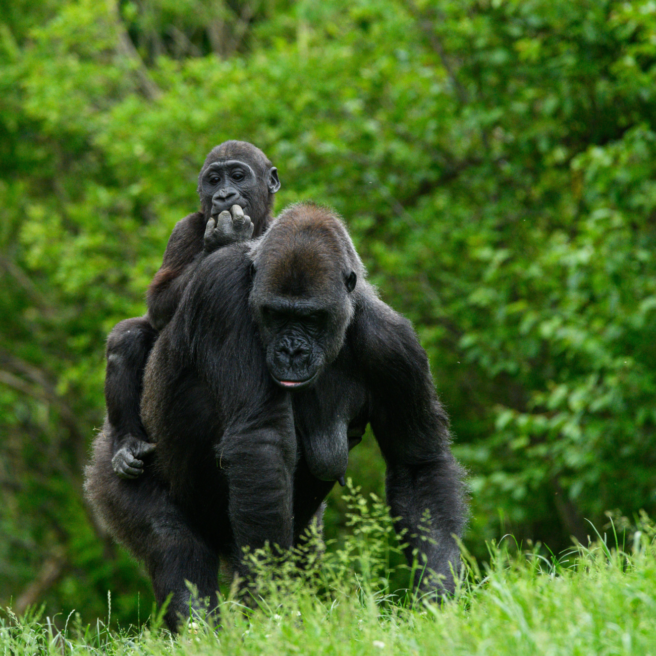 Bwindi Impenetrable Forest – UgandaArtboard 1